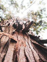 Luz do sol batendo nas folhas de uma arvore 