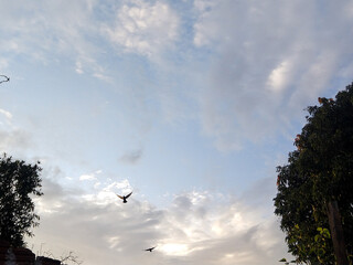 Pássaros voando no céu 