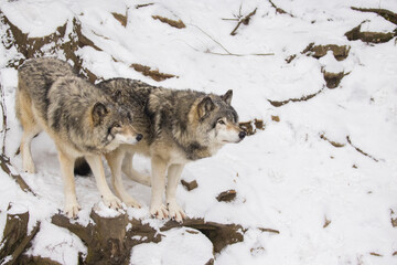 Timber wolf pair in Canadian winter