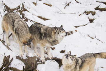 Timber wolf pair in Canadian winter