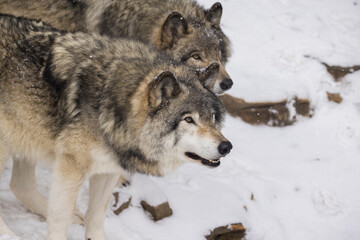 Timber wolf pair in Canadian winter