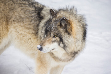 Timber wolf portrait in Canadian winter