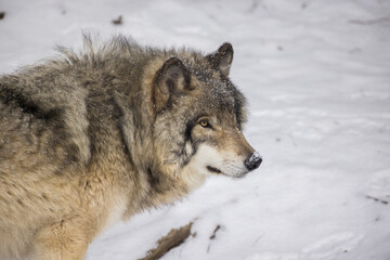 Fototapeta premium Timber wolf portrait in Canadian winter