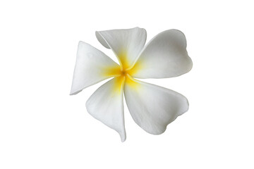 Fototapeta na wymiar Isolated white-yellow plumeria, frangipani or temple tree flower, collection of single beautiful white-yellow plumeria flowers with clipping paths, close up tropical flower.