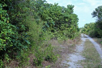 sand path to the beach 