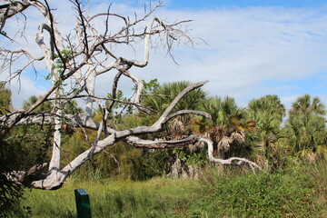 Tree branches shot with a blue background