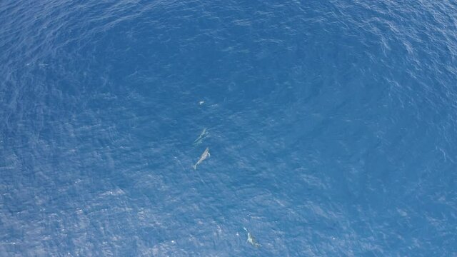 Aerial view of dolphins swimming in group in open water near Reunion island coastline.
