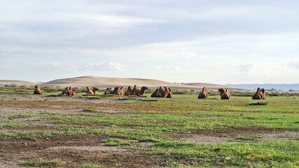 Camels in Mongolian desert
