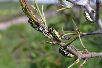 エゾシロチョウの蛹（北海道・小清水町）
