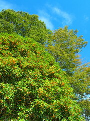 Fototapeta na wymiar 花咲く金木犀と欅の大木と青空風景