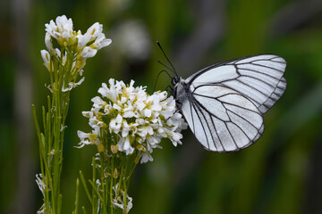 吸蜜するエゾシロチョウ（北海道・小清水町）
