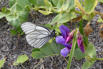 吸蜜するエゾシロチョウ（北海道・小清水町）
