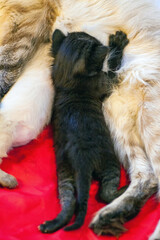 the cat gave birth to kittens. Mother cat gave birth in the sand new family cat born in Carton