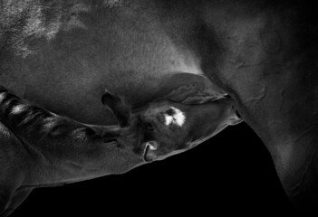 Close-up side view of mare with newborn suckling foal, horses isolated on black background