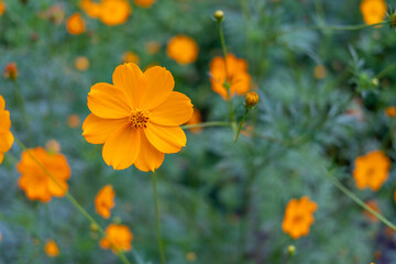 Beautiful yellow cosmos in the flower garden