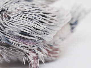 Selective focus of forpus parrotlet newborn bird dilute mauve color studio shot on white background