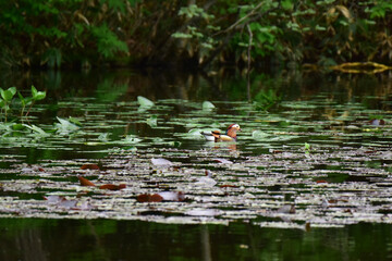 スイレンの池のオシドリ