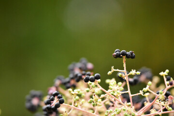 タラノキの黒い実
