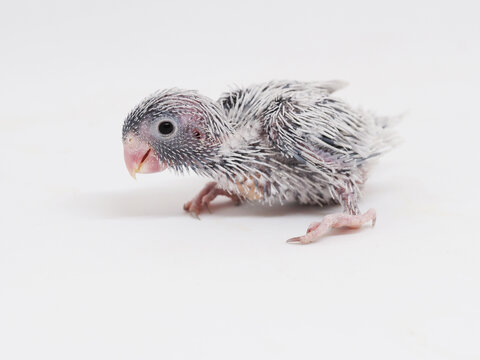 Selective focus of forpus parrotlet newborn bird dilute mauve color studio shot on white background
