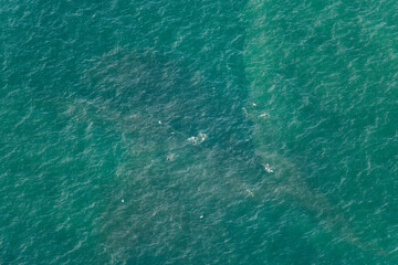 Pelicans Nicoya Peninsula Costa Rica