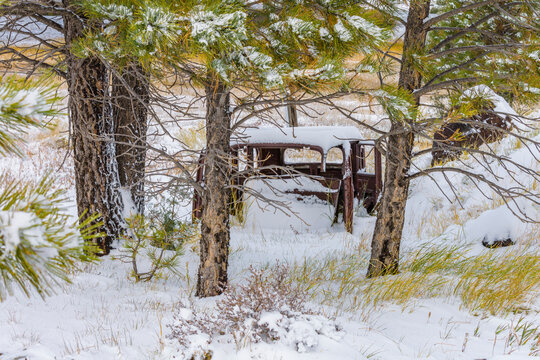 Old car covered with snow  surrounded by snow covered pine trees.