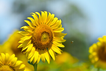 Fototapeta premium sunflower with flying bee, in sunflower field 