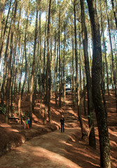 Woman walking in the jungle.