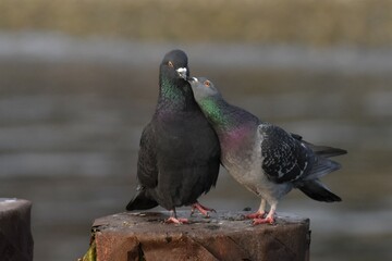 Two Rock Pigeons sitting on wooden posts.  Appears to be male and female pair. 