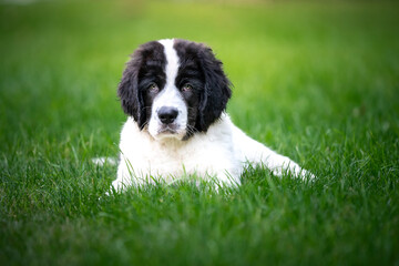 Pies rasy landseer leży na trawie 