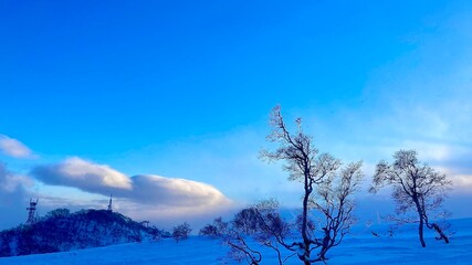 北海道のグランヒラフスキー場の雪の中から白樺が出ている夕暮れの風景 - obrazy, fototapety, plakaty