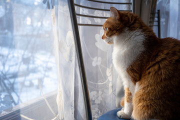 Ginger cat looks out the window, close-up, soft selective focus. Winter Holiday.