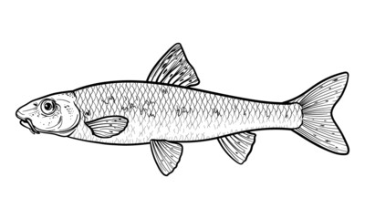 Hand-drawn fish Gudgeon (Gobio gobio). Black and white. Vector sketch of a fish, isolated on a white background. 
