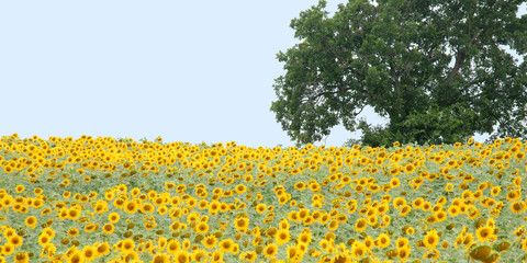 Obraz premium Tree in a Field of Sunflowers