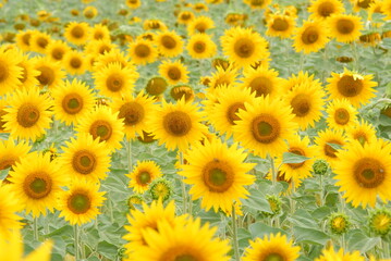 Fototapeta na wymiar Italian Sunflowers