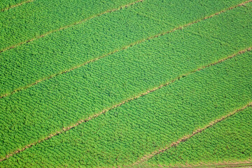 Agriculture in Rural Costa Rica