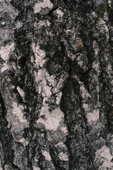White and black tree bark texture with lichen