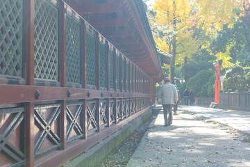 a man walking along the traditional wall of nezu shinto shrine in autumn tokyo