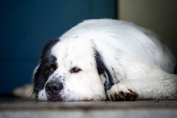 Pies rasy landseer leży na podłodze  © nitka_zaplatana