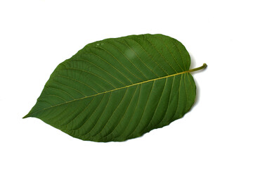 Obraz premium Kratom leaves