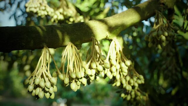 The flowers of the durian fruit before they turn into small blisters appear on the branches of the durian tree.
