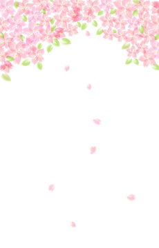 1 751 Best 葉桜 Images Stock Photos Vectors Adobe Stock