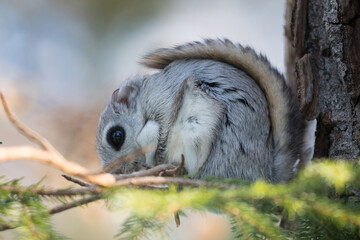 【北海道】エゾモモンガ