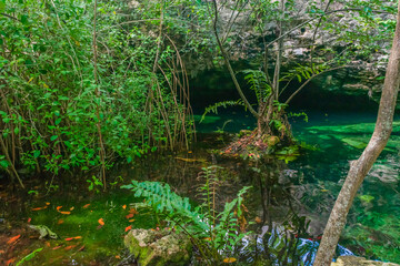 Fototapeta na wymiar Fullshot of a beautiful clear water cenote in Mexico