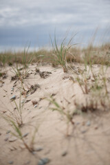 Wild grass in the sand on a deserted beach