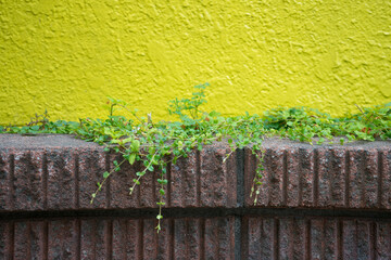 黄色の壁と塀