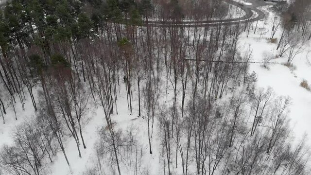 Barren Trees In Winter Landscape, Forest Next To Road, Orbit Circling Aerial
