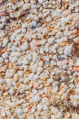 Abundance of seashells natural background texture