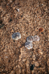 Shells in sand under water