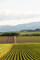 初夏の丘陵畑作地帯
