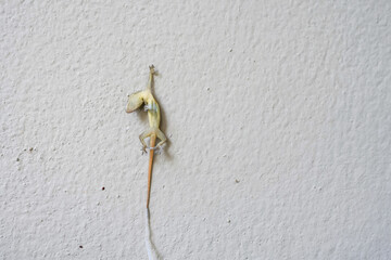 Dead little gecko hanging against the wall.